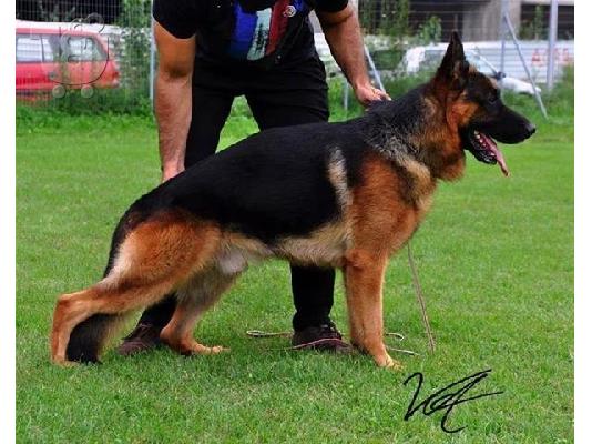 HUSKY καθαροαιμα 6979314054 ΚΡΗΤΗ-ΑΘΗΝΑ-ΘΕΣΣ/ΝΙΚΗ